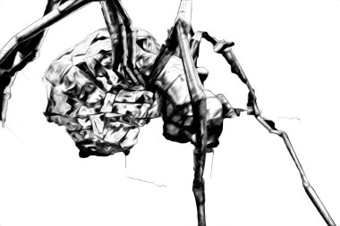 Beyaz arka planda korkunç tarantula örümceği, çizim, soluk soluğa