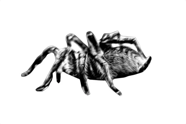 Děsivý Tarantula Pavouk Bílém Pozadí Ilustrace Skica Supění — Stock fotografie