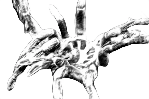 Scary Tarantula Spider White Background Illustration Sketch Panting — Stock Photo, Image