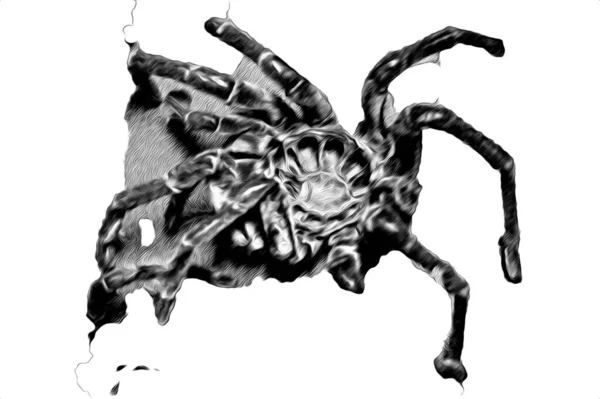 Scary Tarantula Spider White Background Illustration Sketch Panting — Stock Photo, Image