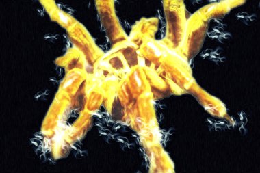 Beyaz arka planda korkunç tarantula örümceği, çizim, soluk soluğa