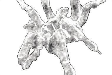 Beyaz arka planda korkunç tarantula örümceği, çizim, soluk soluğa