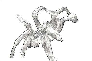 Beyaz arka planda korkunç tarantula örümceği, çizim, soluk soluğa