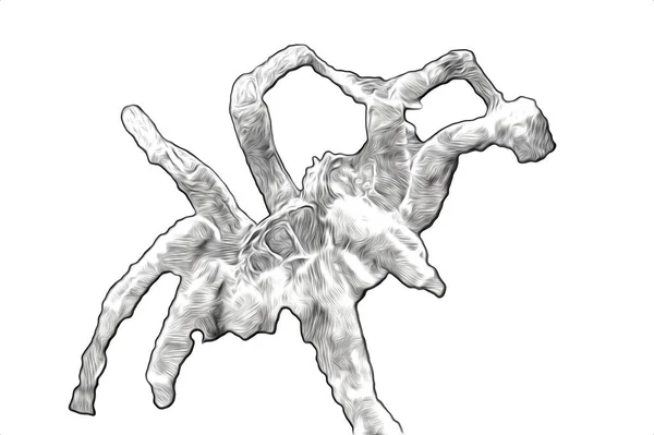 Scary Tarantula Spider White Background Illustration Sketch Panting — Stock Photo, Image