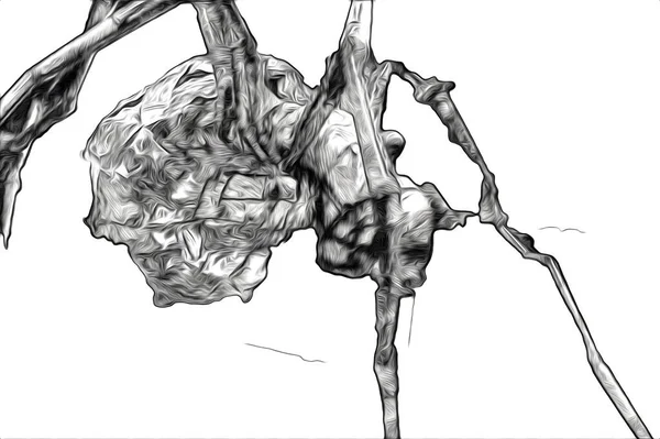 Beyaz Arka Planda Korkunç Tarantula Örümceği Çizim Soluk Soluğa — Stok fotoğraf
