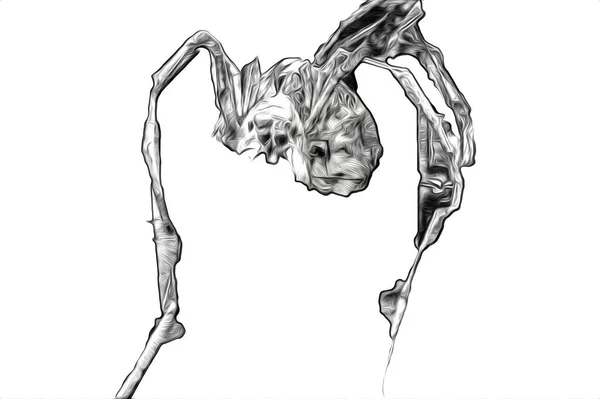 Scary Tarantula Spider White Background Illustration Sketch Panting — Stock Photo, Image