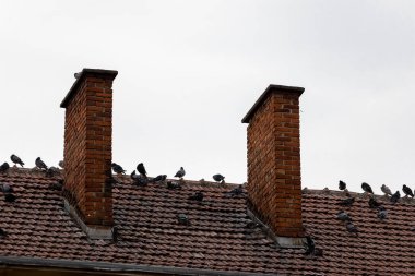 İki bacalı bir çatıda oturan güvercinler.