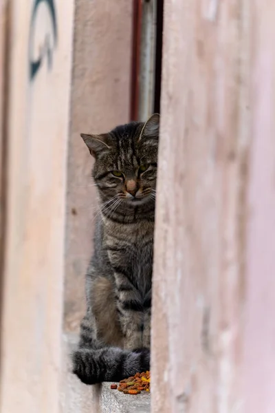 Stray Cat Sitting Window Sill Lookin Camera — Stock Photo, Image