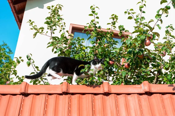 Katze Läuft Auf Zaun Zwischen Apfelzweigen — Stockfoto