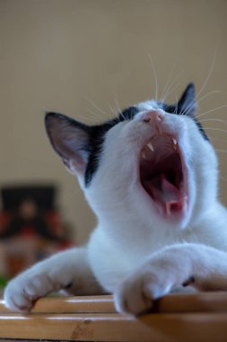 Kedi eşikte oturuyor ve kameraya doğru esniyor.