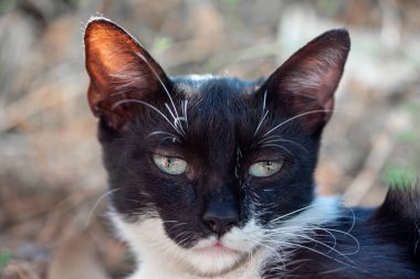 Bir kedinin yakın çekimi, açık hava kedi portresi. Burnuna odaklan.