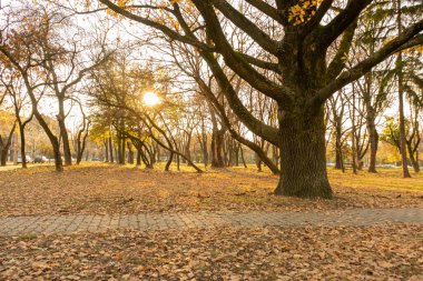 Kalın gövdeli ve parkta dalları olan bir ağaç.