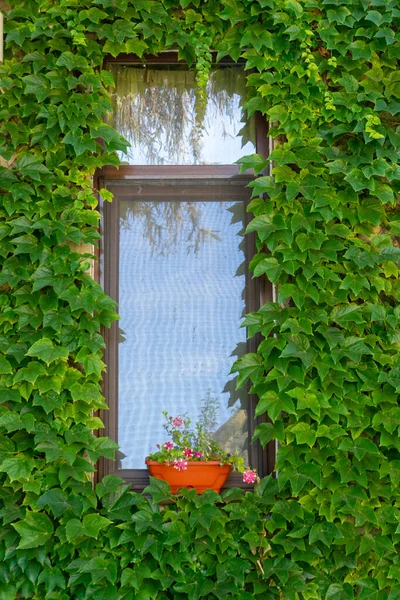 Крупный План Двери Дома Покрытого Плющом — стоковое фото