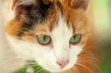 Bahçede oturan evcil bir kedinin yakın plan portresi