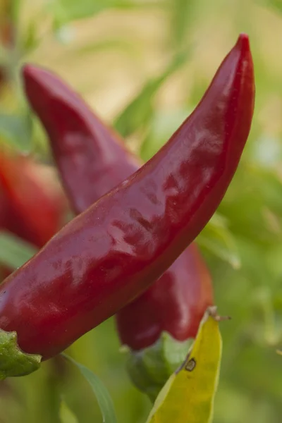 De grote chili — Stockfoto