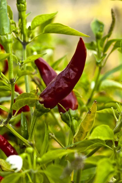 Paprika's in mijn tuin — Stockfoto
