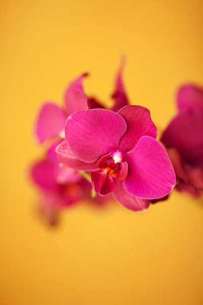 Beautiful purple orchids isolated on yellow background. Copy-spa — Stock Photo, Image