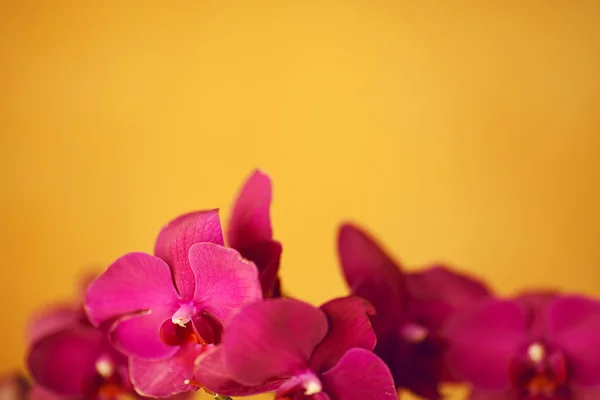 Beautiful purple orchids isolated on yellow background. Copy-spa — Stock Photo, Image