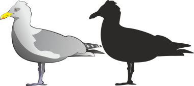 Gannet