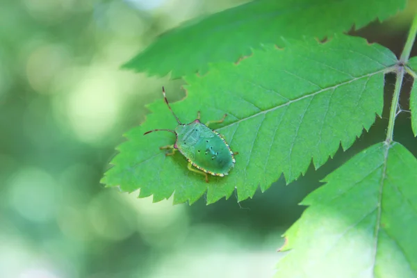 Coléoptère sur feuille — Photo