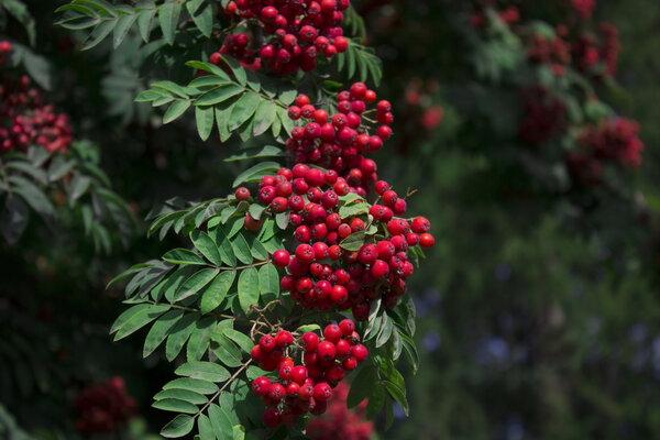 rowan berries in natural setting