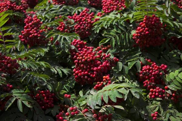 Bayas de rowan en entorno natural — Foto de Stock