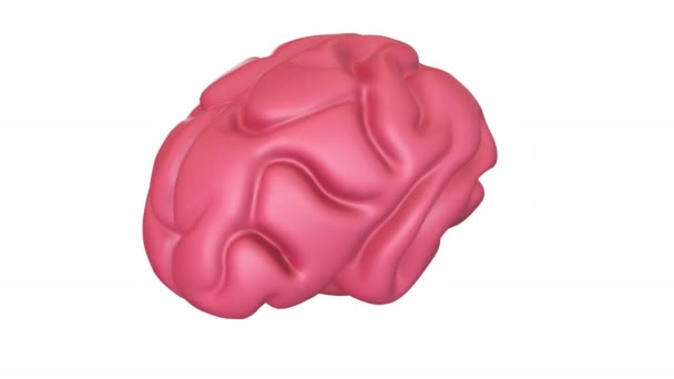 Human brain Anatomical Model Motion Animation — Stock Video