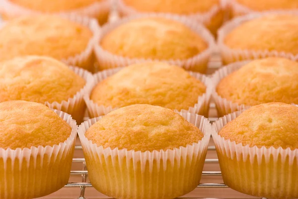 Gebackene Cupcakes auf einem Kühlregal — Stockfoto