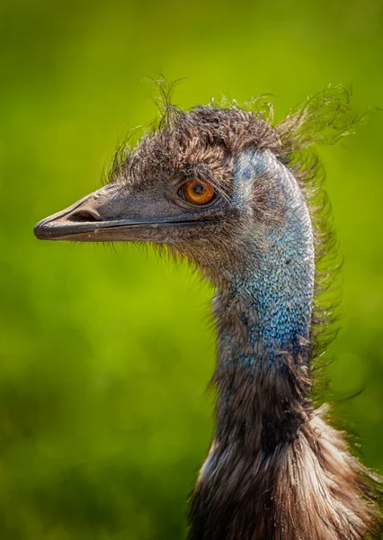 Emu 鳥の肖像画. — ストック写真