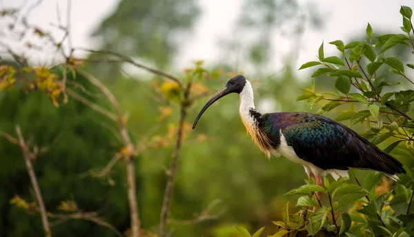Halmhalsad ibis — Stockfoto