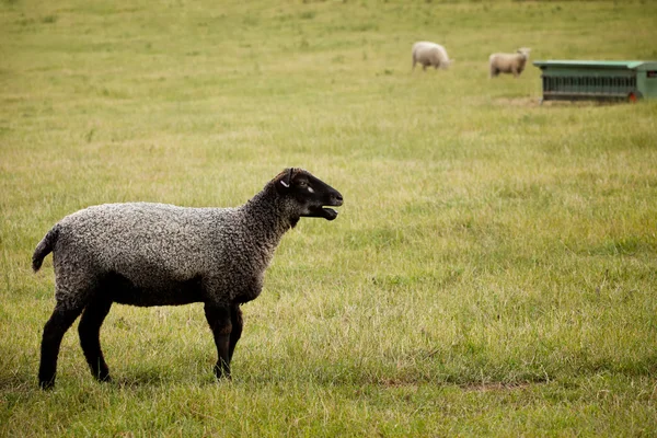 Черные овцы на ферме — стоковое фото