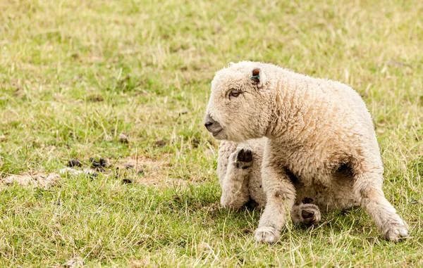 Lamb — Stock Photo, Image