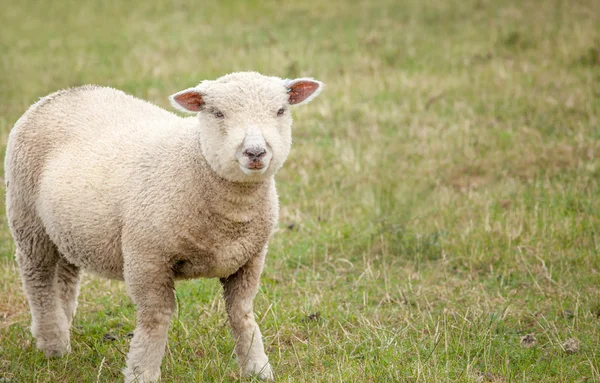 Spring Lamb — Stock Photo, Image