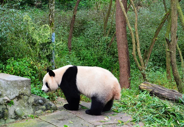 Panda and tree — Stock Photo, Image