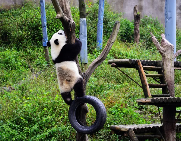 Panda and tree — Stock Photo, Image