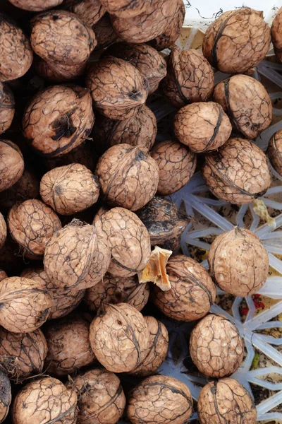 Walnut — Stock Photo, Image