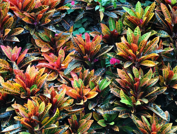 Leaves arranged — Stock Photo, Image