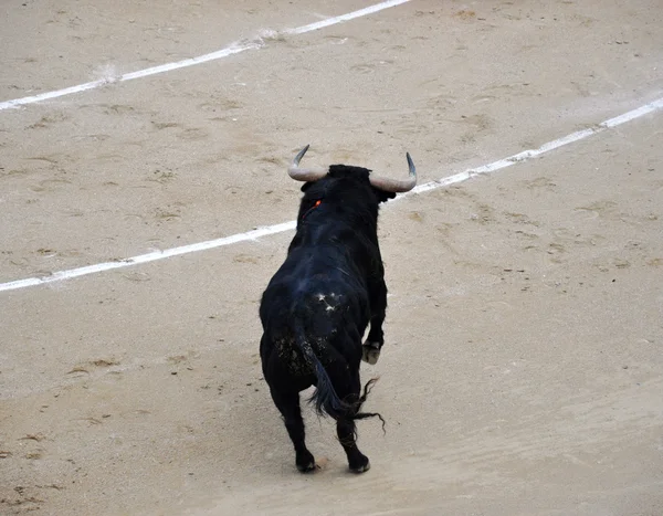 Černý býk — Stock fotografie