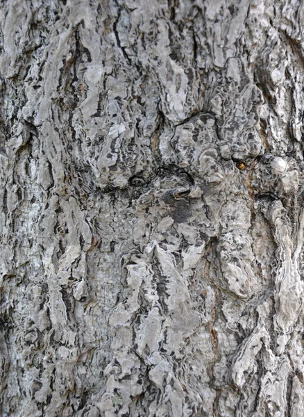 Tree bark — Stock Photo, Image