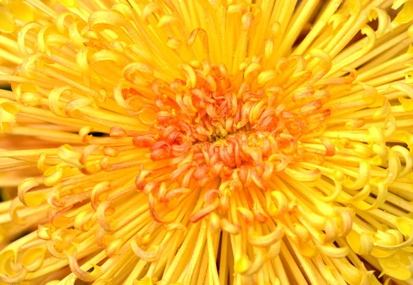 Yellow Chrysanthemum stamen — Stock Photo, Image