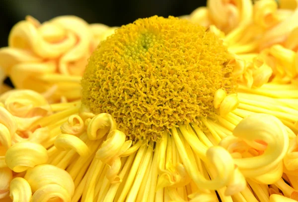 Yellow Chrysanthemum stamen — Stock Photo, Image