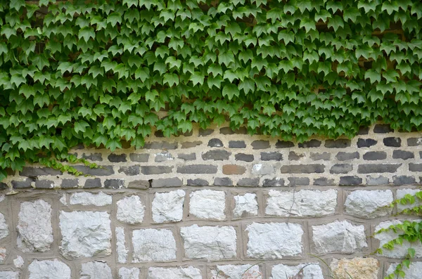 Pflanzen und Mauer — Stockfoto