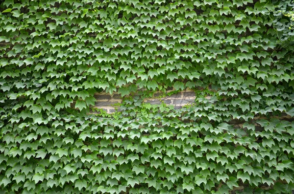 Pflanzen und Mauer — Stockfoto