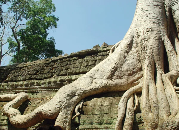 Trees and the ruins of Angkor — Stock Photo, Image