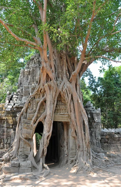 Angkor tree Stock Image