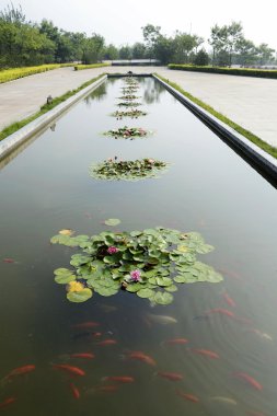 Kırmızı lotus ve gölet