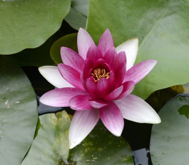 Kırmızı lotus