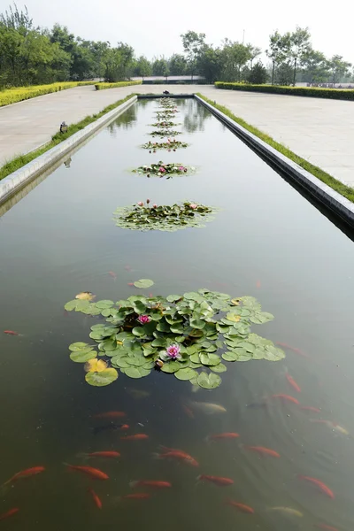 Red lotus and pond — Stock Photo, Image