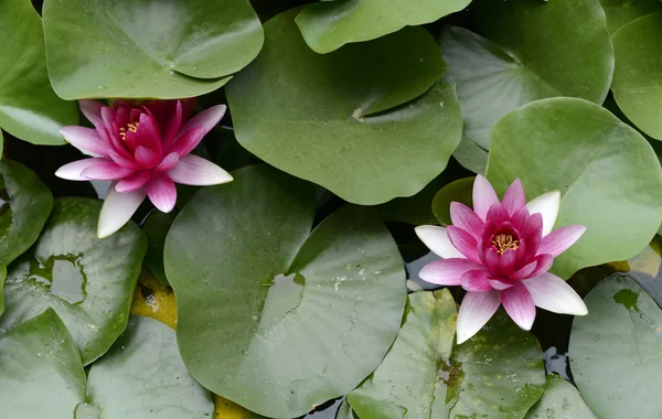 Rode lotus Rechtenvrije Stockfoto's