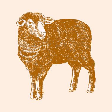 Beyaz arka planda izole edilmiş eski usul koyun oyma eskizi. Elle çizilmiş vektör retro illüstrasyonu